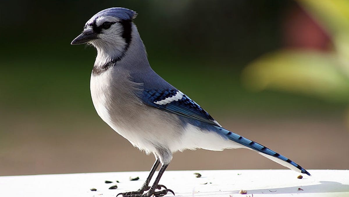Naturalist Thinks Blue Jays Don T Deserve The Bad Rap Naturalist Thinks Blue Jays Don T Deserve The Bad Rap