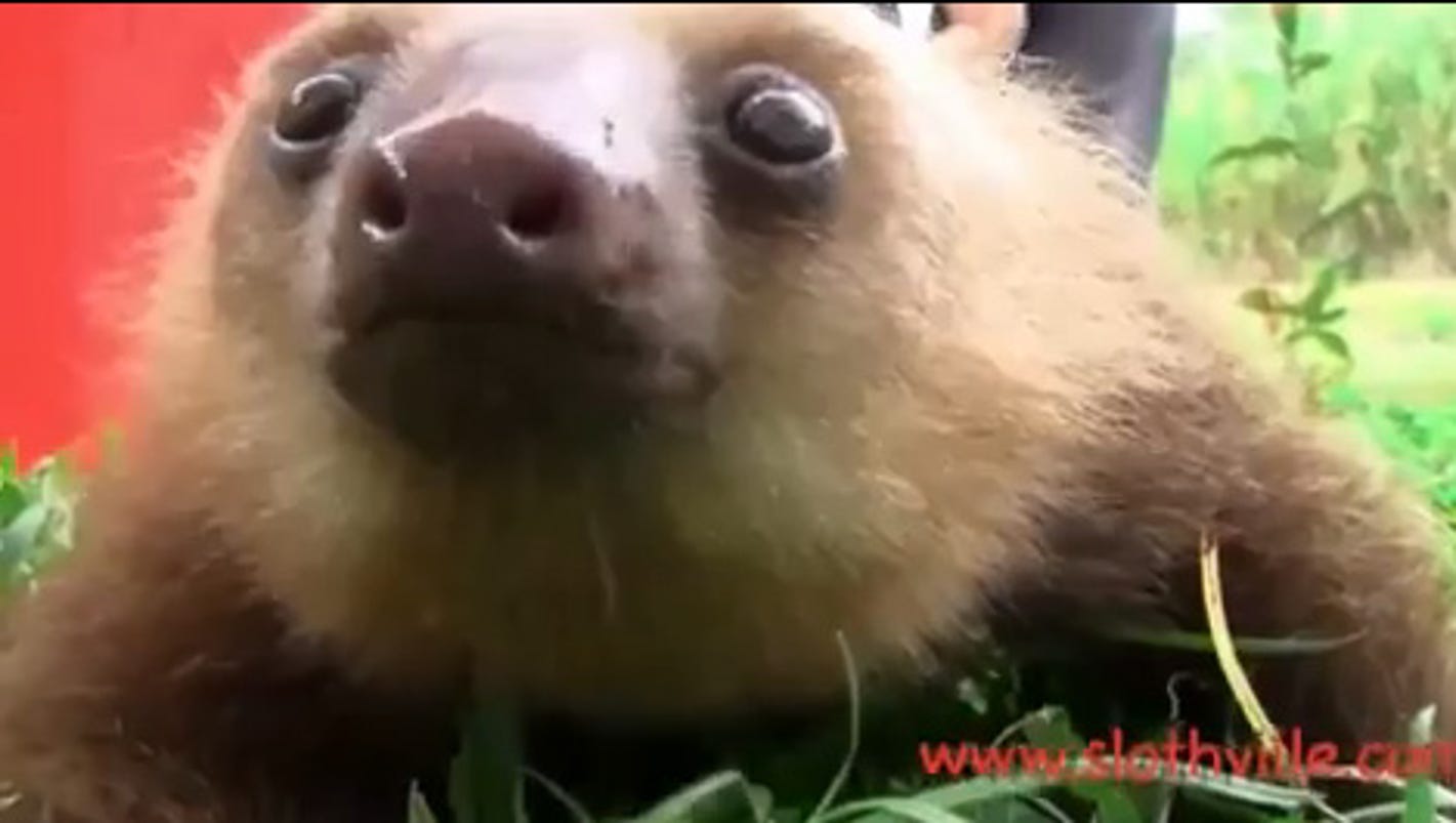 Watch: Baby sloths cry for a cuddle partner