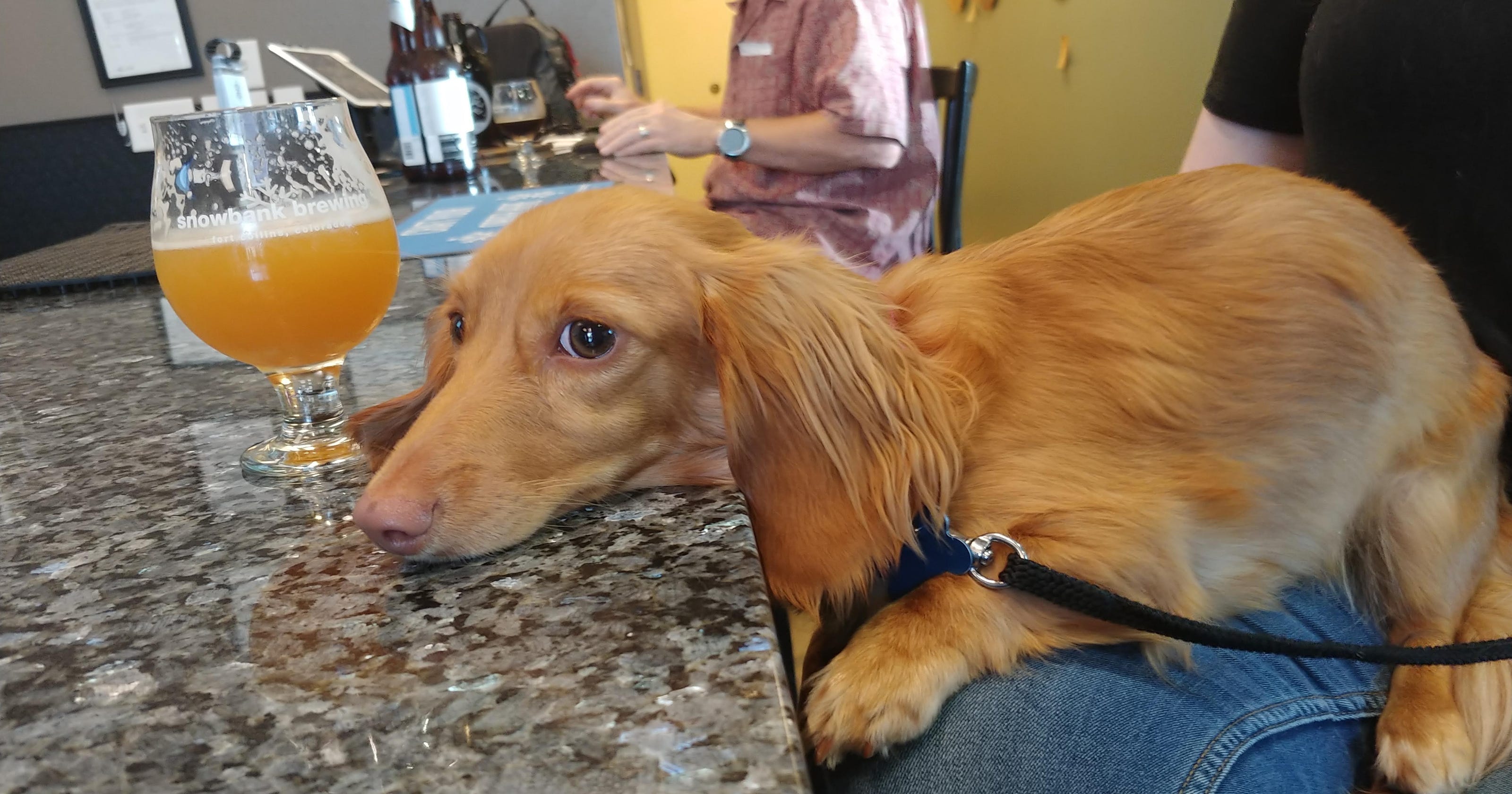 Bringing your pet to dogfriendly restaurants in Salem