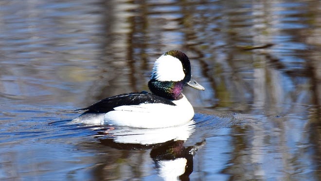Male buffleheads are black and white, unlike their drab female counterparts.