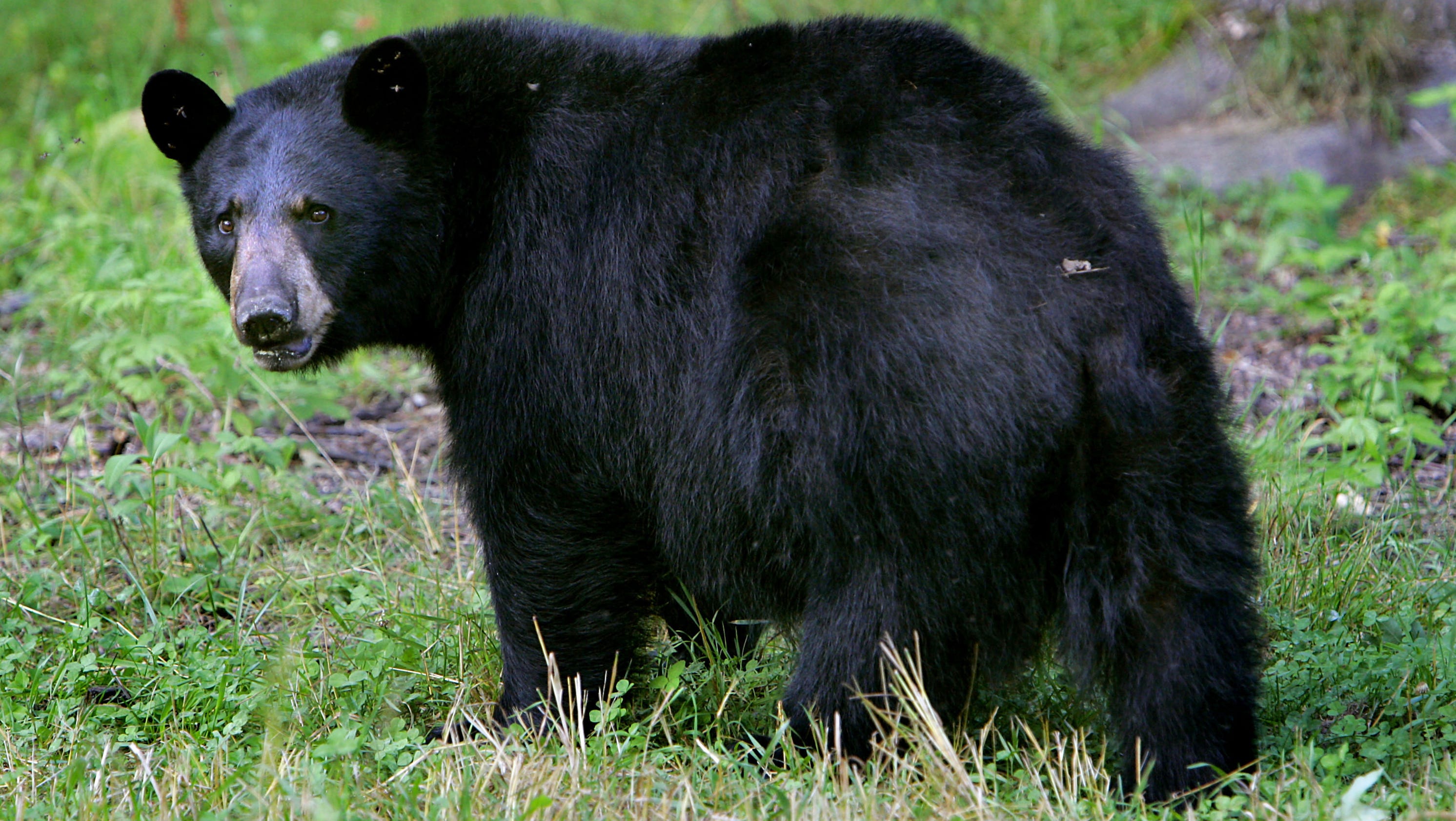 Bears in America Are conservation efforts working?
