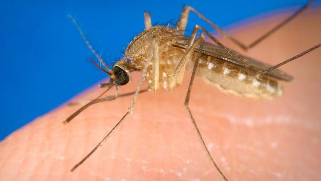 A culex mosquito, the type most likely to carry West Nile virus.