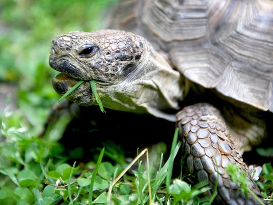Tommy The Tortoise Needs A New Home
