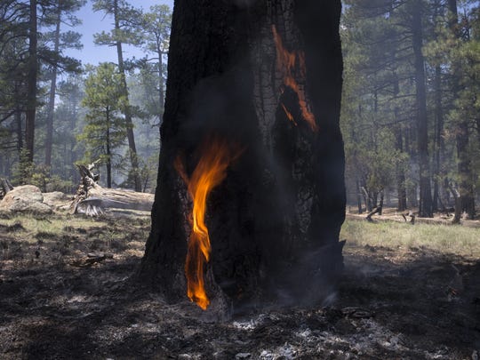 Lightning Caused Fire Becomes An Aid In Protecting Forests