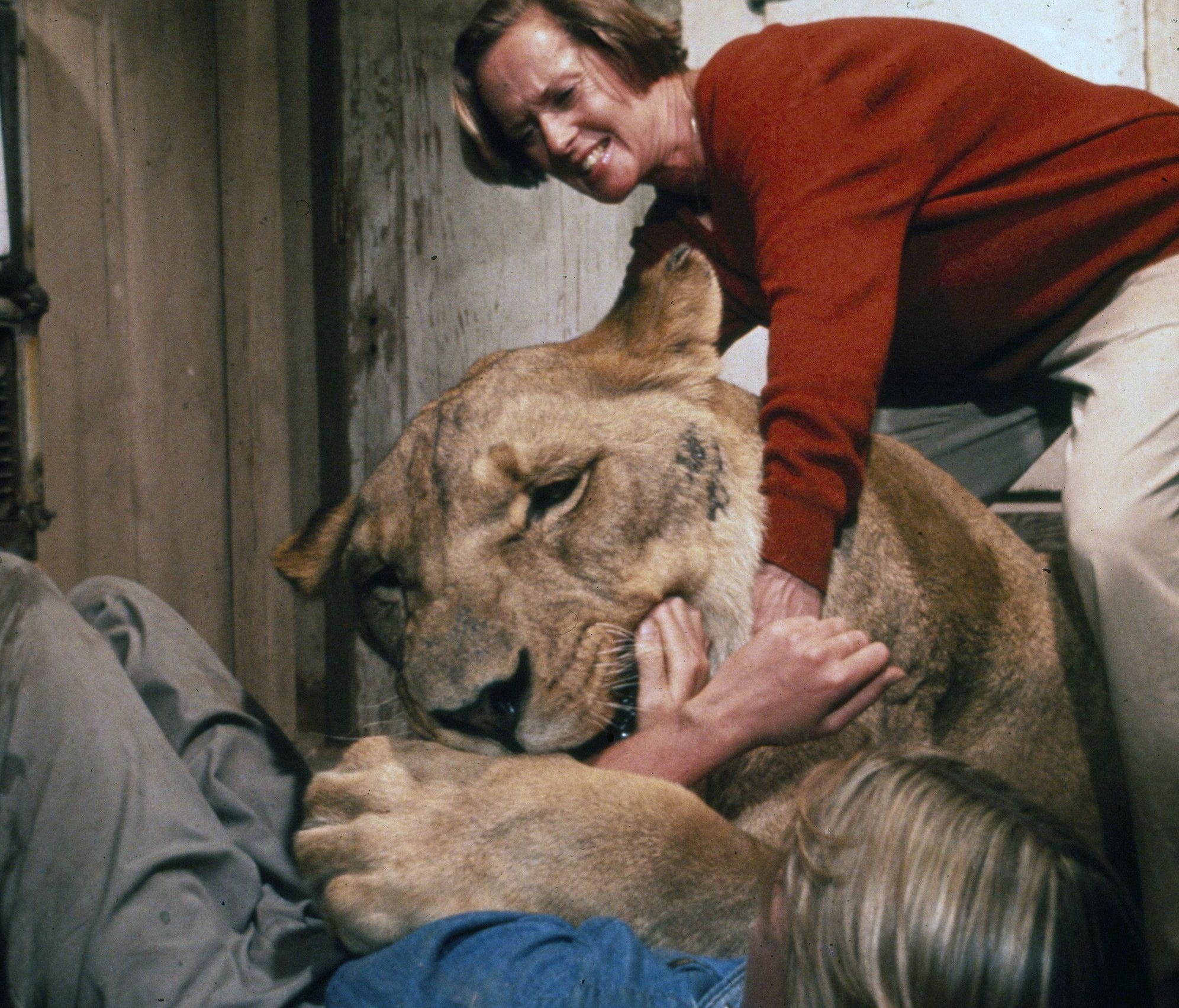 Actresses Melanie Griffith, front, and Tippi Hedren in a scene from the film, 'Roar.'