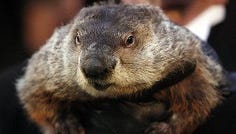Groundhog Wanted For Arrest