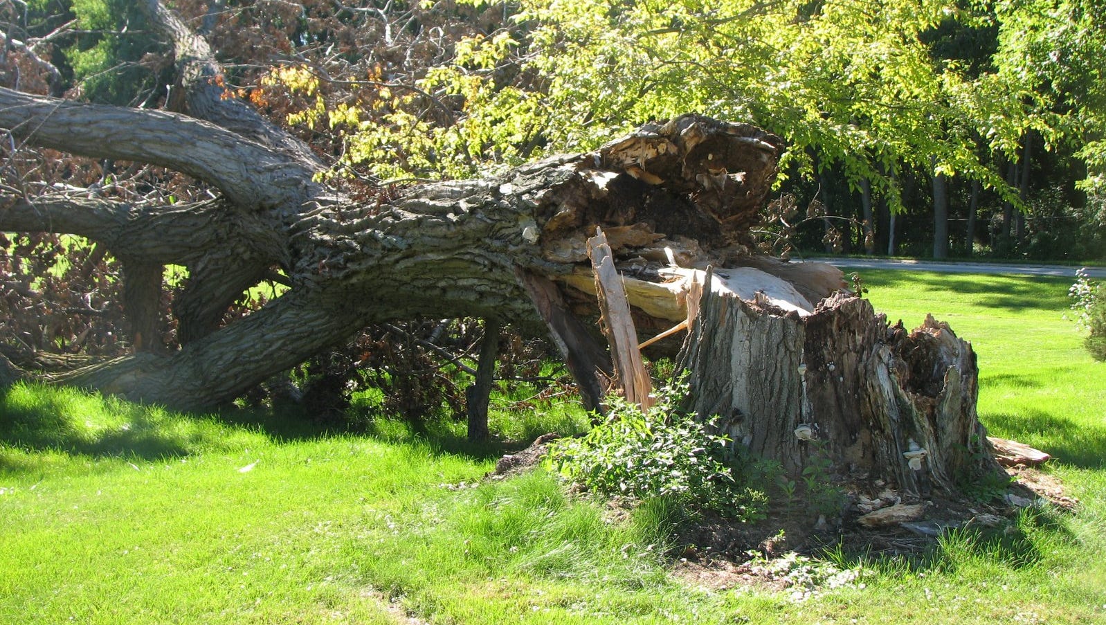 3 reasons why trees fall during storms