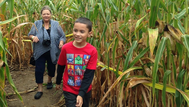 Danny Gutierrez, 8, of Rochester, right, explores the corn maze with grandmother Victoria Gutierrez, of Rochester, at Wickham Farms' Honeycrisp Weekend Saturday.