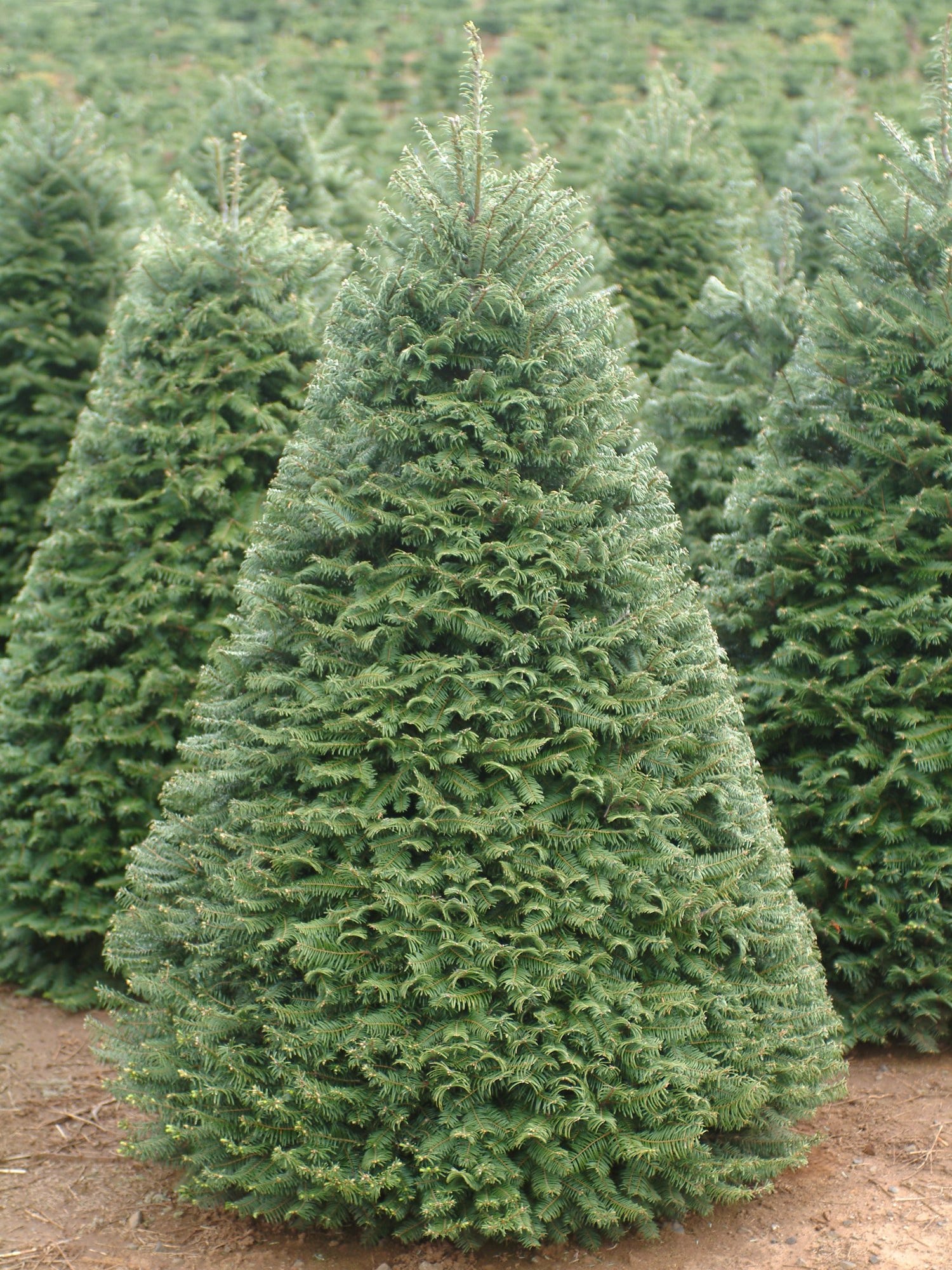 Oxnard Christmas Tree Pickup 2022 Eco-Tip: How, Where To Recycle Your Christmas Tree In Ventura County