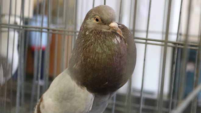 Maryland banned pigeon Is Pa. next?
