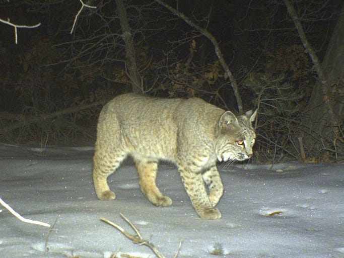 Bobcats in Wisconsin