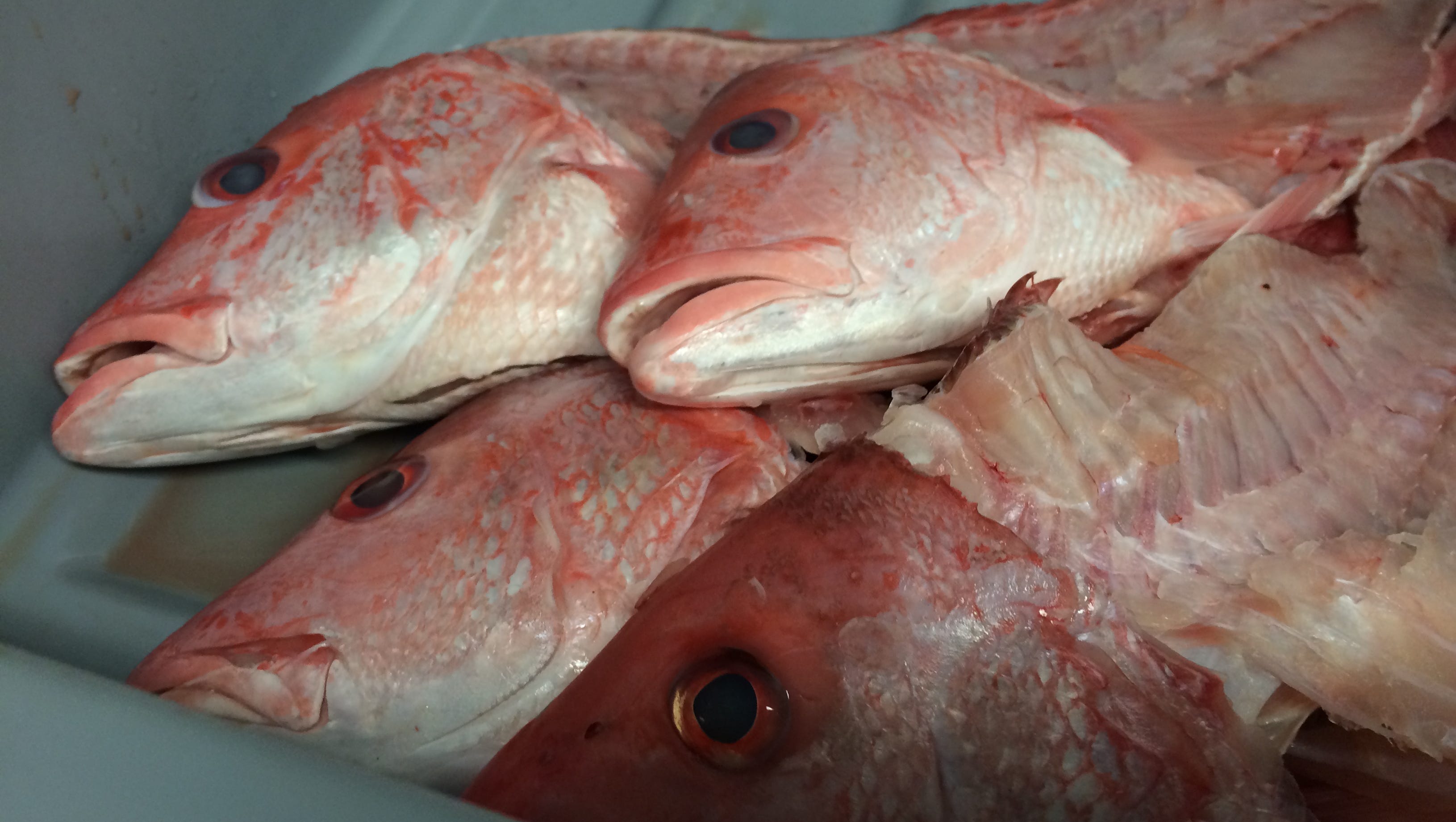 Lee Boat Captain Admitted Fraud In Red Snapper Grouper Catches