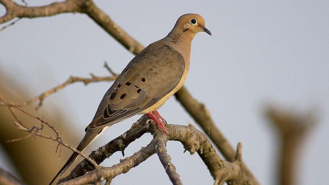 Hunting for small migratory birds opens next month, starting with dove.