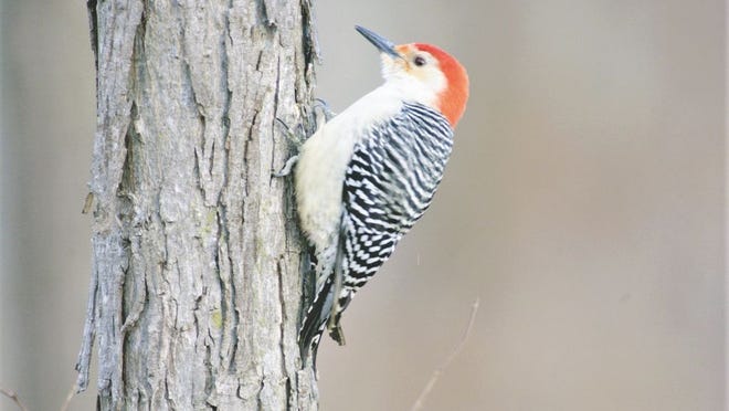 It's estimated the force of a woodpecker's peck is equivalent to a human hitting his head against a hard surface at a speed of 16 mph.