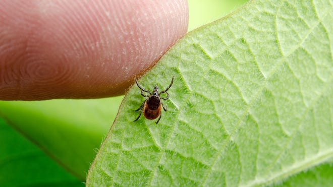 Lyme Disease Comes With Ticks In Spring To Southern Tier Lyme Disease Comes With Ticks In Spring To Southern Tier