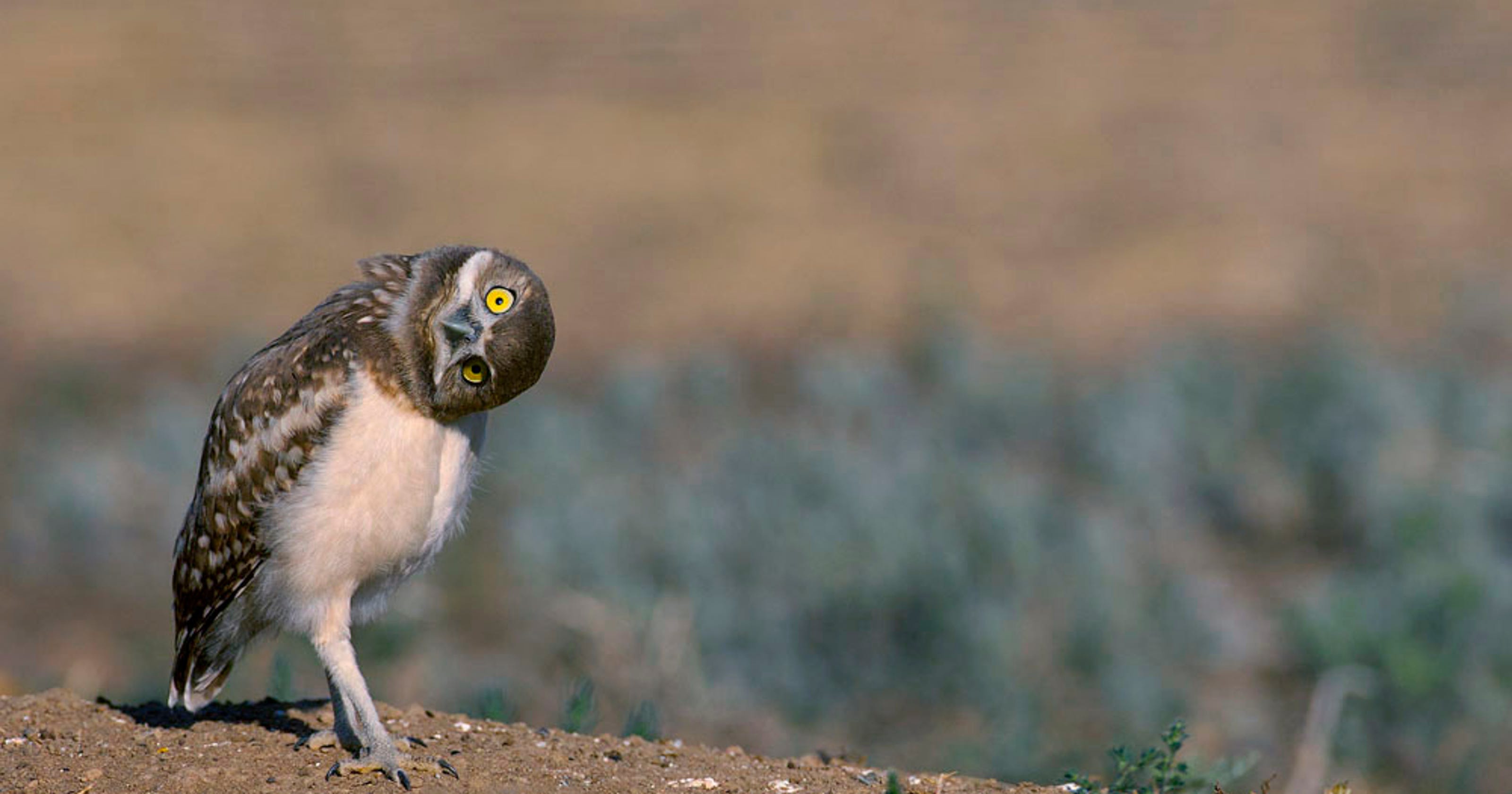 Animals Threatened By Climate Change Report: Many birds threatened by climate change