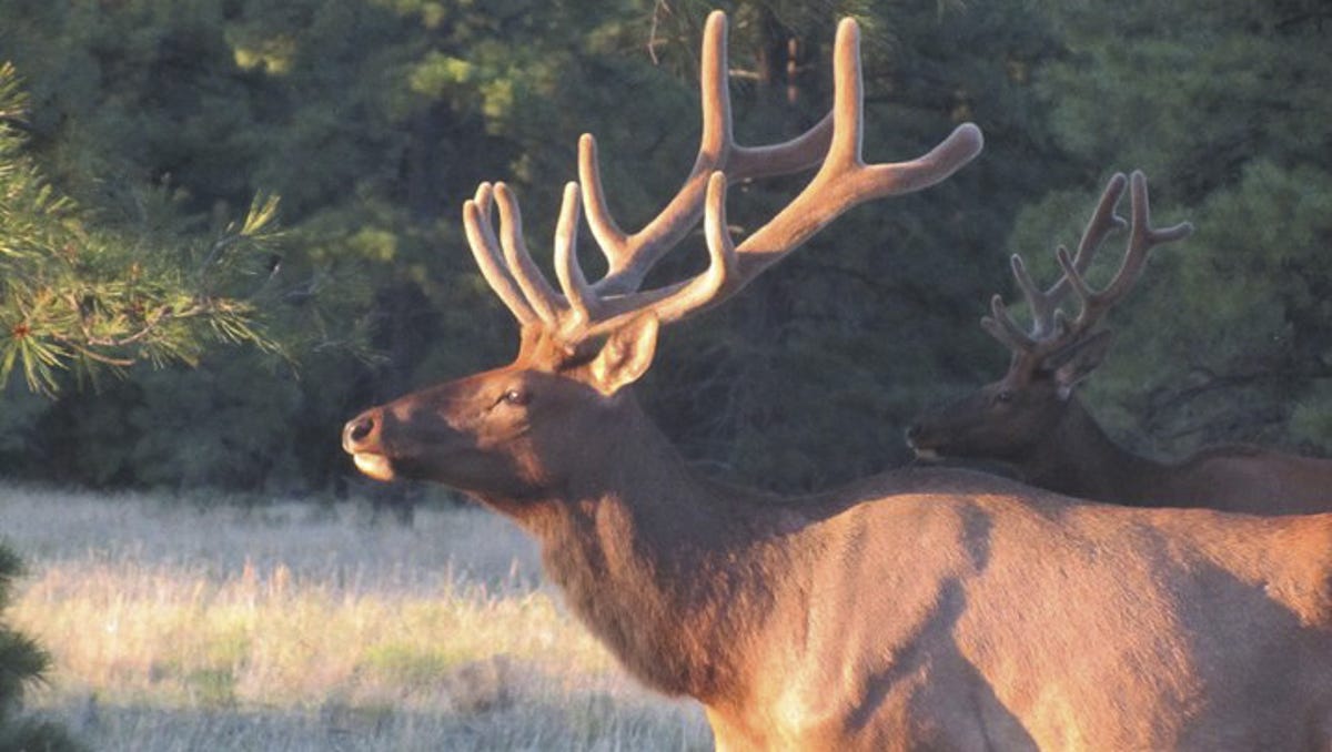 Arizona Officials Seek Poachers In 2 Elk Killings