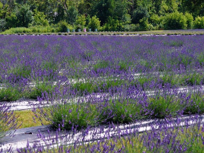 How To Start A Lavender Farm