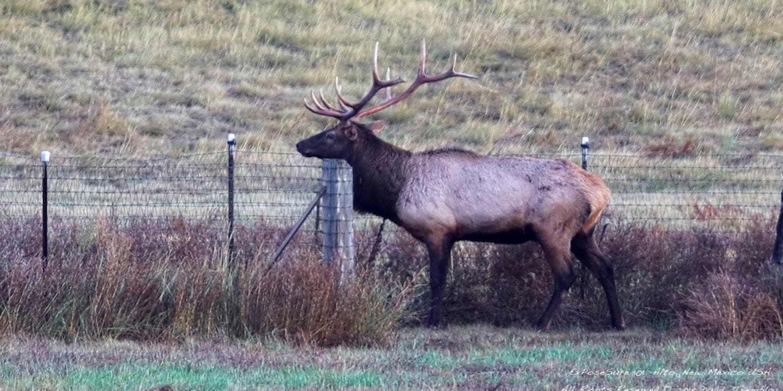 A Bull Elk Trumpets For Females