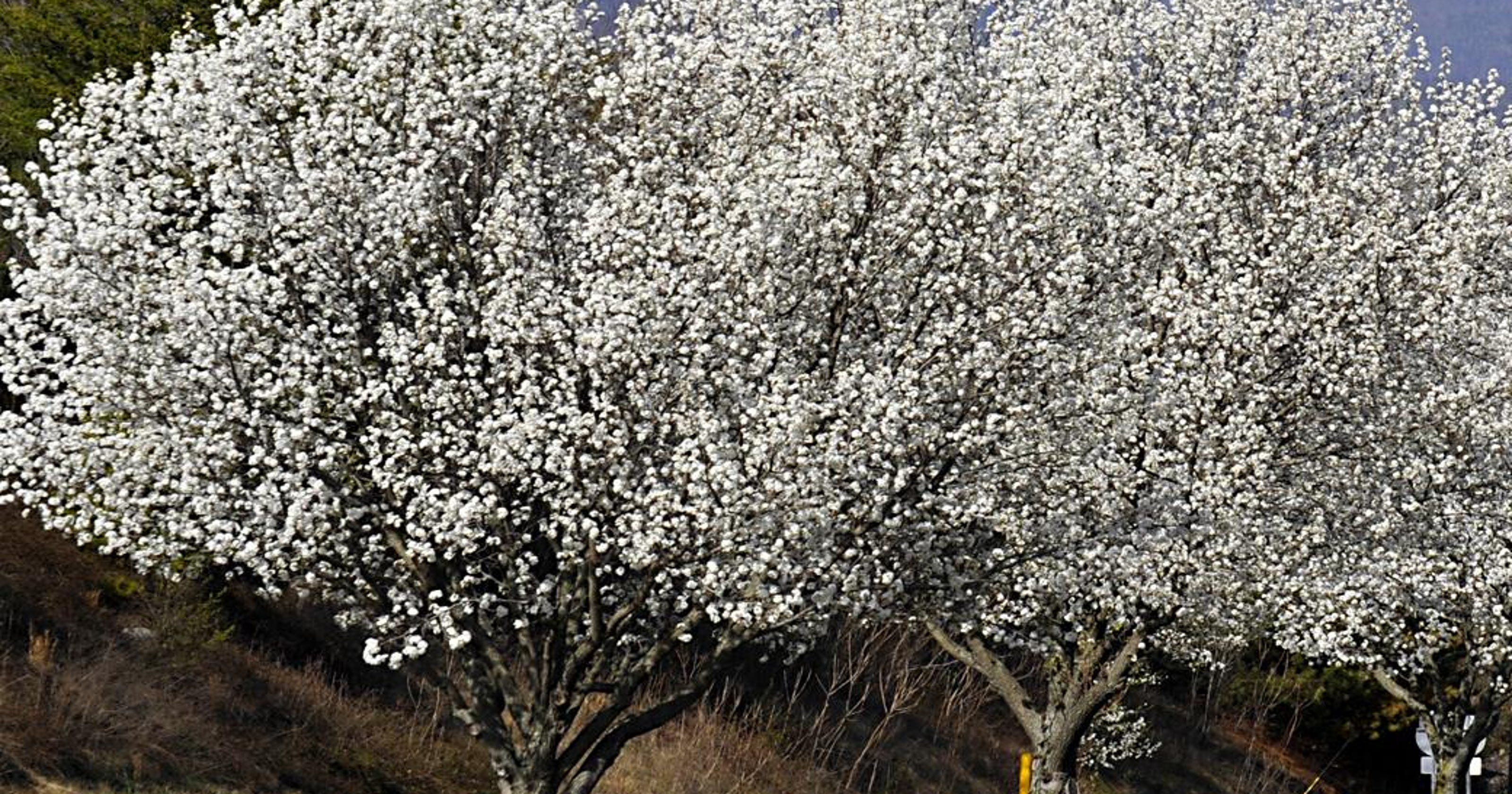 The Curse Of The Bradford Pear