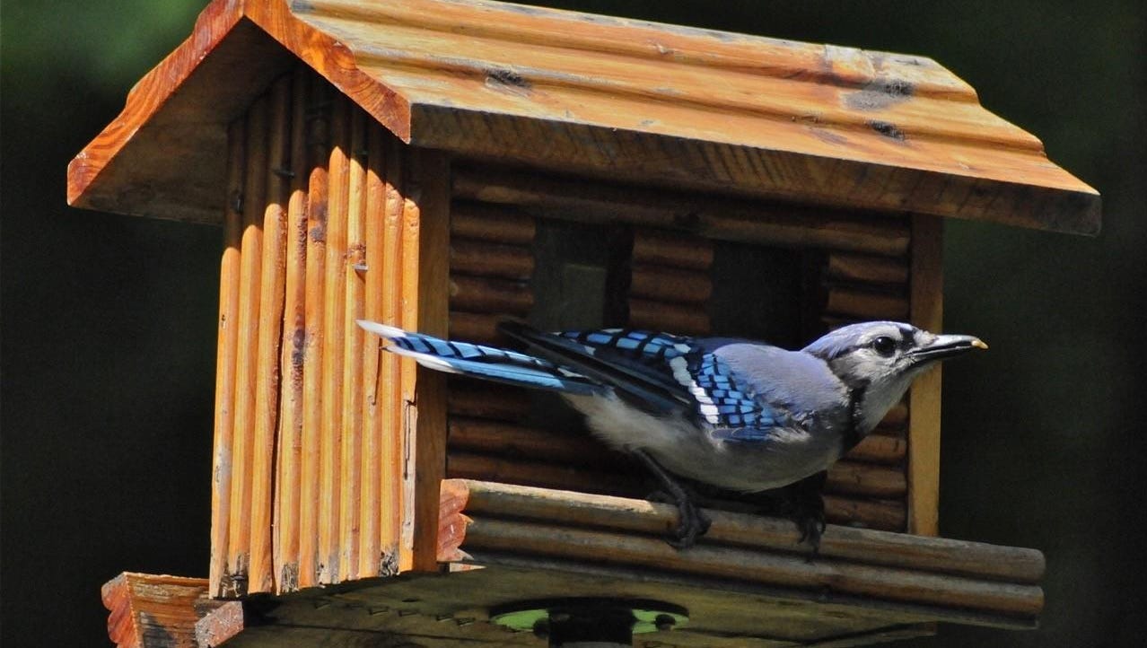 Blue Jays Are Chatty As Fall Approaches