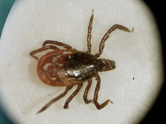 A tiny tick can cause a ton of damage.