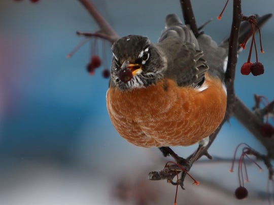 Great Wisconsin Birdathon Takes Flight During Year Of The Bird