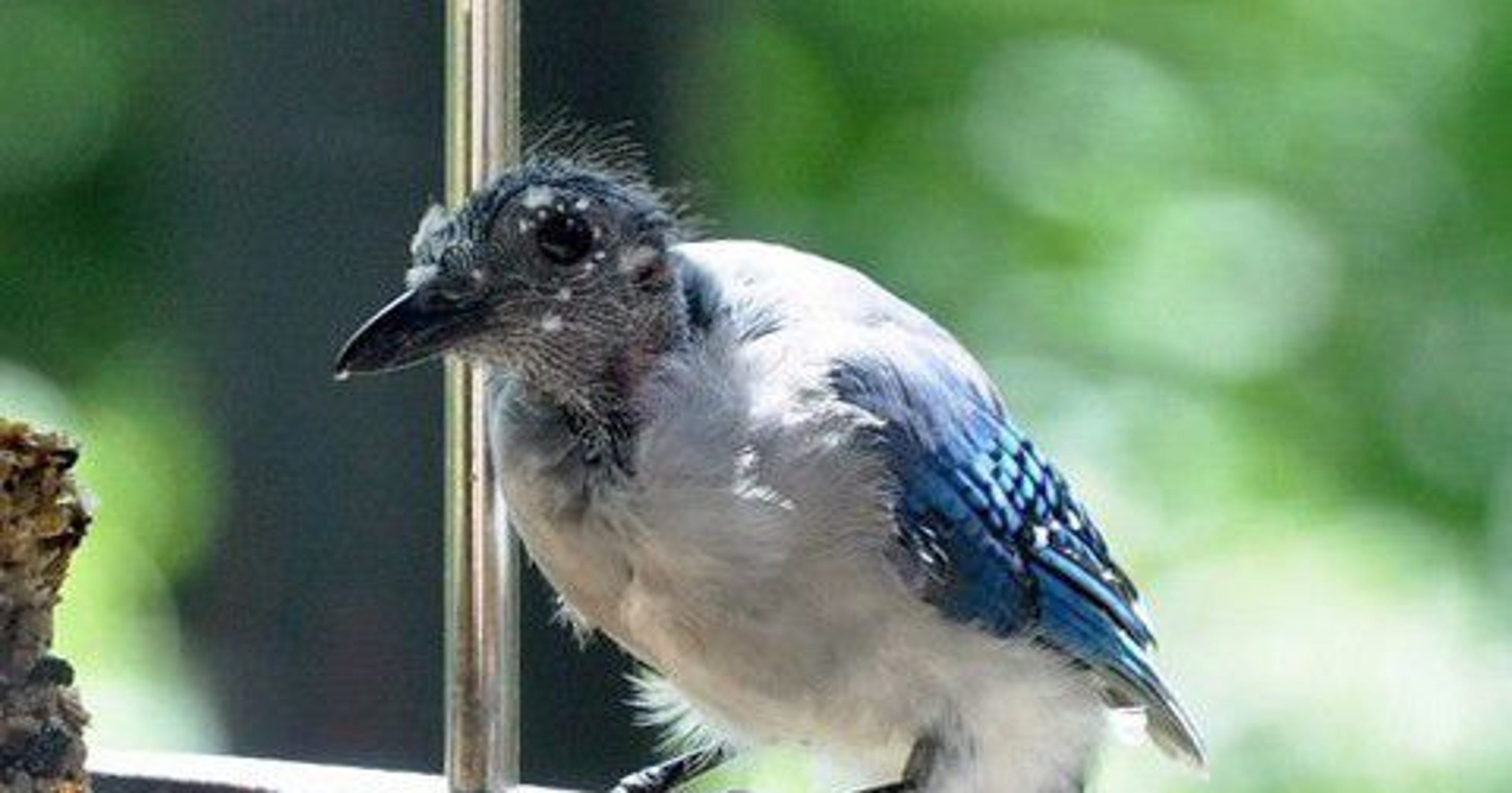 Why are cardinals and blue jays going bald?
