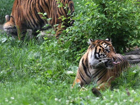 Клип с тигром. Nat geo wild. Приветствие животные. Zoya nazyalensky and her tiger cubs. Tiger sisters.