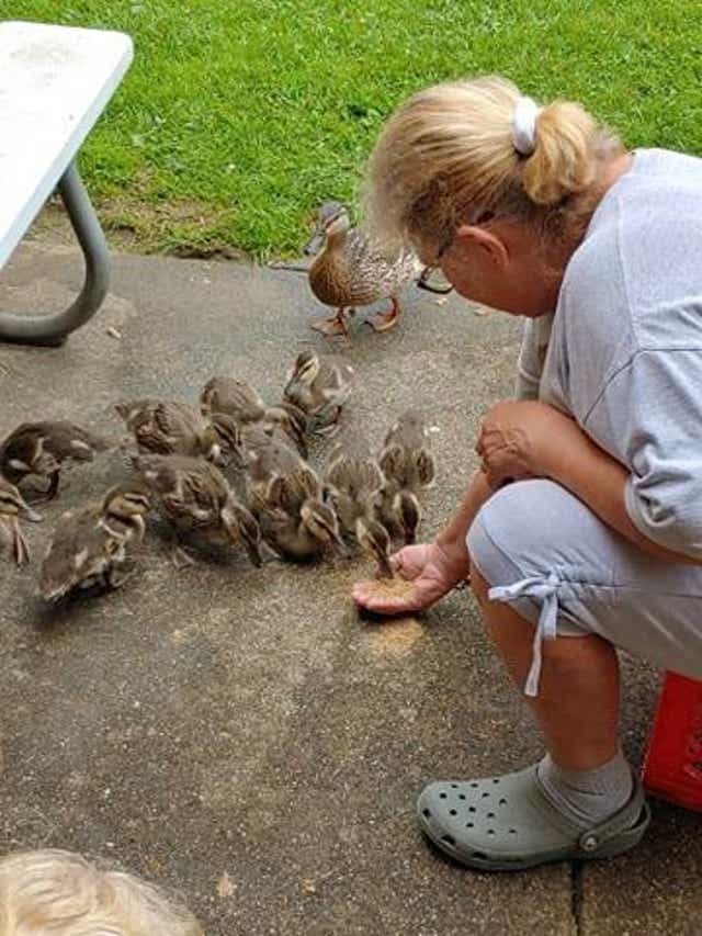 Springfield S Mama Duck Still Tending To Her Young Ones Springfield S Mama Duck Still Tending To Her Young Ones