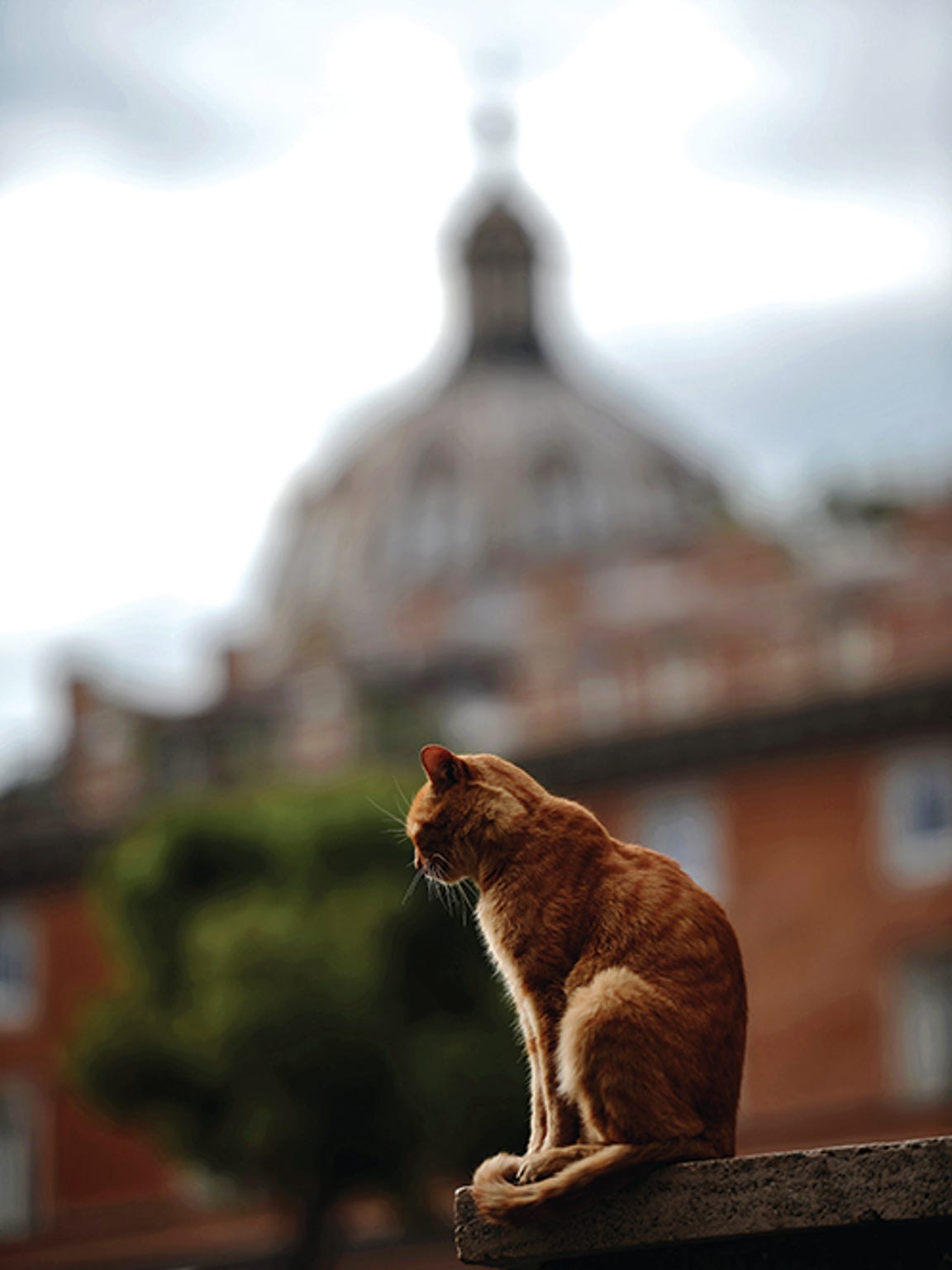 Where Cats Rule A Travel Guide For Feline Fans