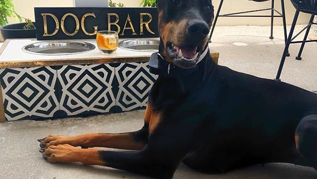 Are Service Dogs Allowed In Restaurants In Texas Are Service Dogs Allowed In Restaurants In Texas
