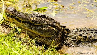 Alligator eggs were illegally taken by two Louisiana men.