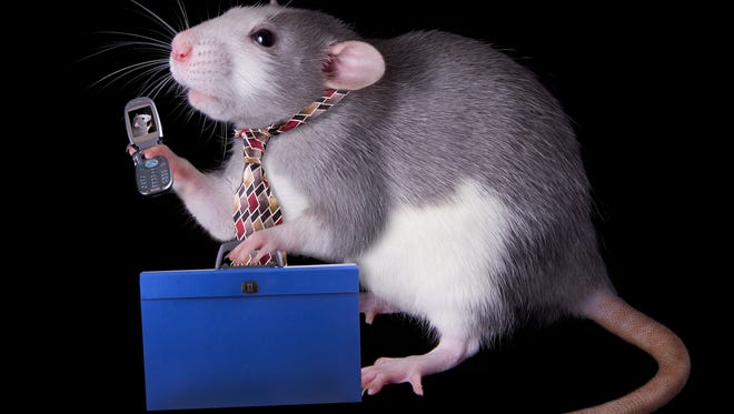 The lucky members of the Class of 2015 are entering the rat race.