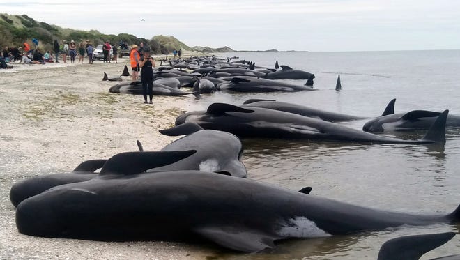 Whales are stranded at Farewell Spit near Nelson, New Zealand Friday, Feb. 10, 2017.