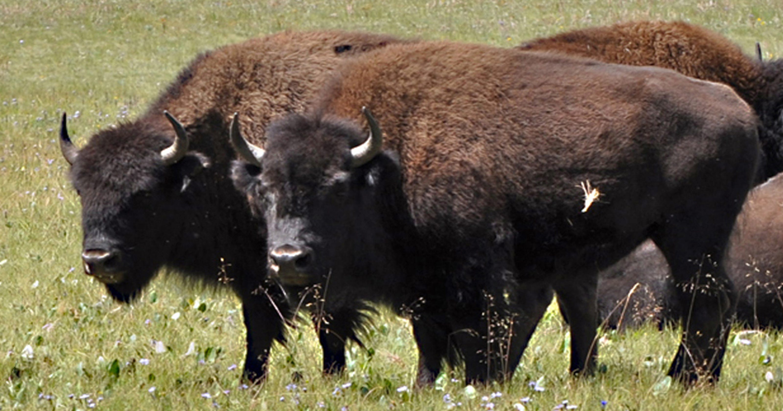 grand-canyon-seeks-comment-on-managing-bison-herd