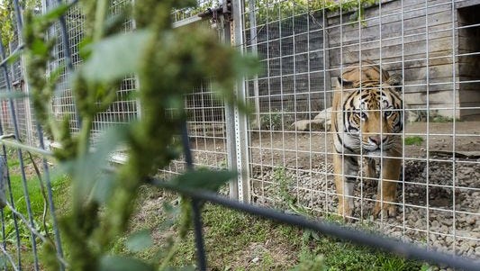 Michigan animal sanctuary feeling pressure from federal regulators