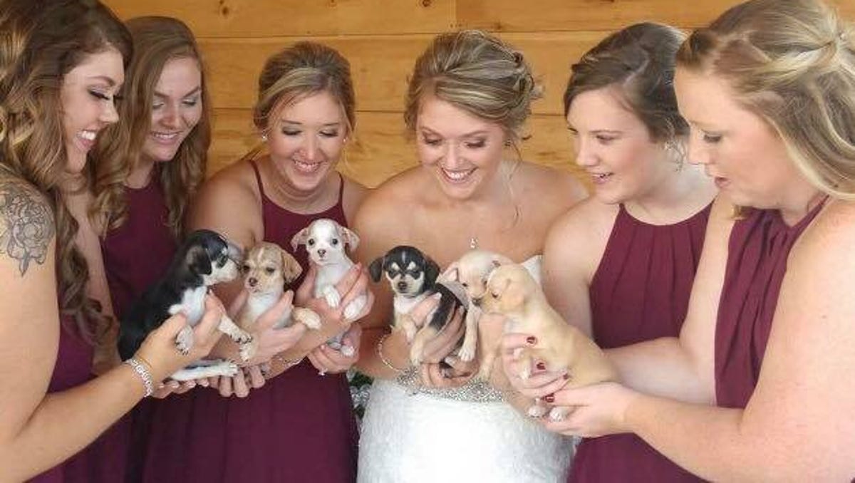 Iowa Bride Uses Rescue Puppies As Bouquets On Her Wedding Day