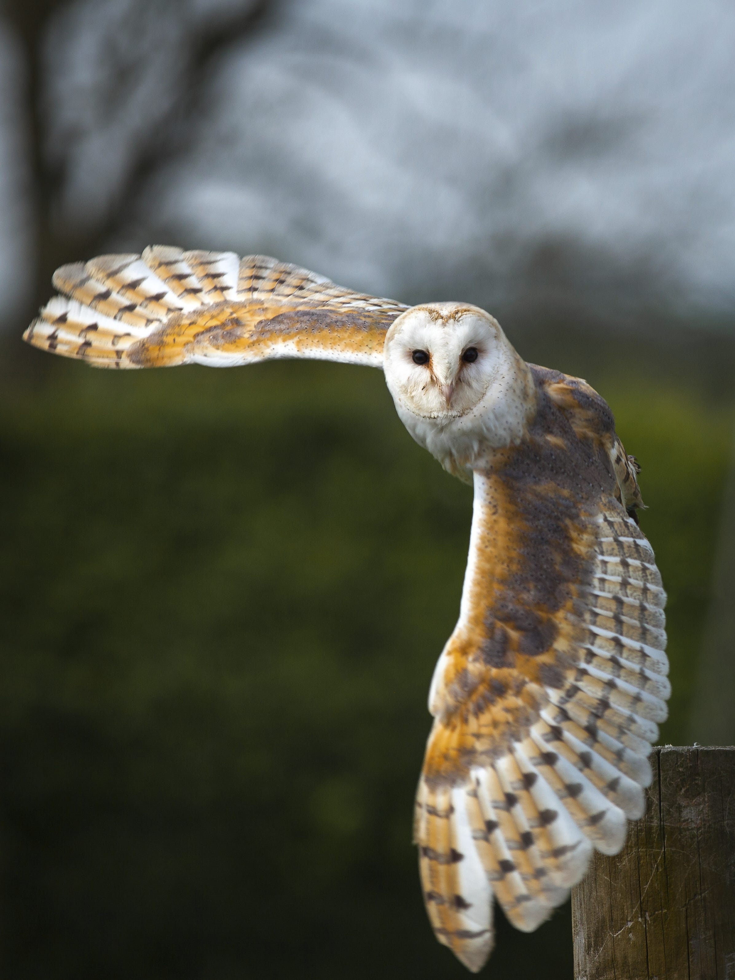 Image result for barn owls