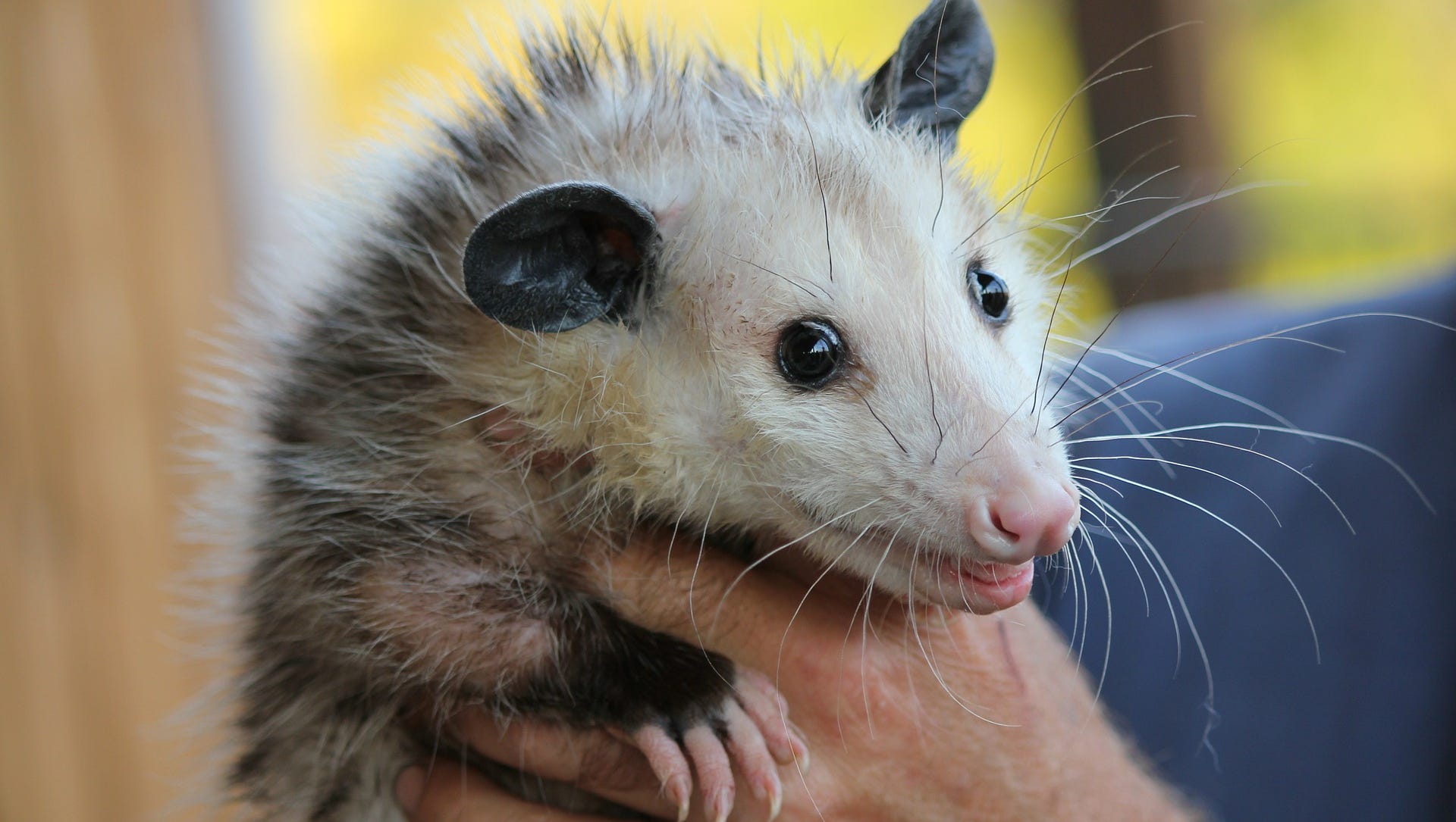 635706505980656851-possum-478162-1920.jpg?width=1920&height=1085&fit