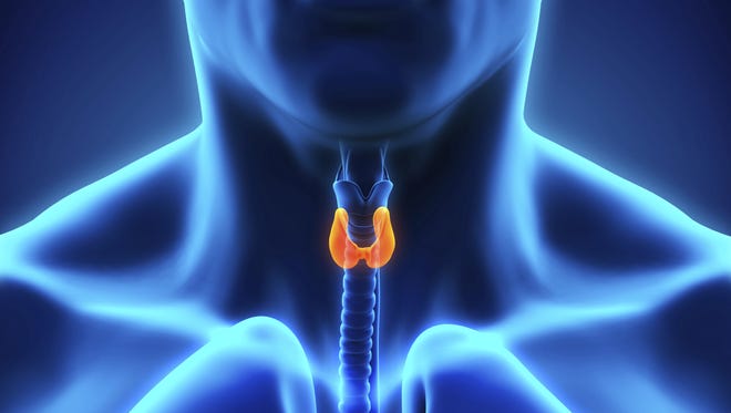Human Thyroid Gland