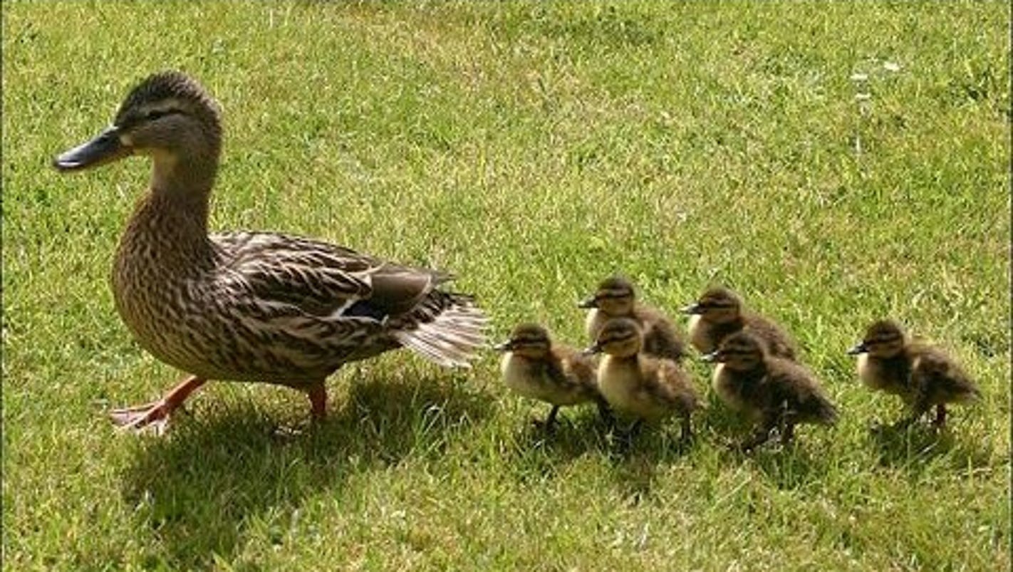 WATCH Baby ducks fly from Biergarten roof