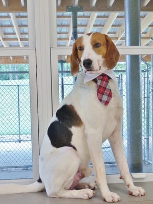 Spot came into the shelter as a stray found running around the road. He is a 4-year-old coonhound mix and can be a little shy. You need to move slowly with Spot and once he realizes you won’t hurt him, he warms up. If you’ve got the right place for this hesitant fellow, please stop out and meet him.