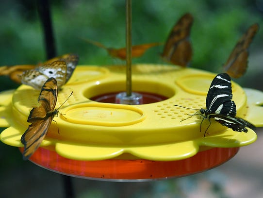 A variety of butterflies gather around a feeder in