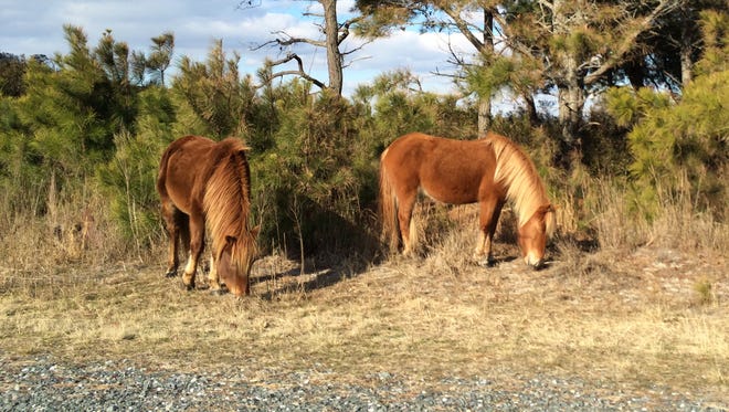 Two horses graze on Assateague Island on the morning of Feb. 11, 2016.