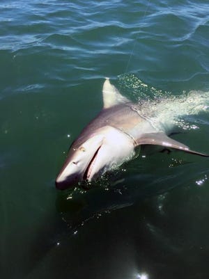 Sharks are big business in Florida, whether its fishing for them or just spectating.