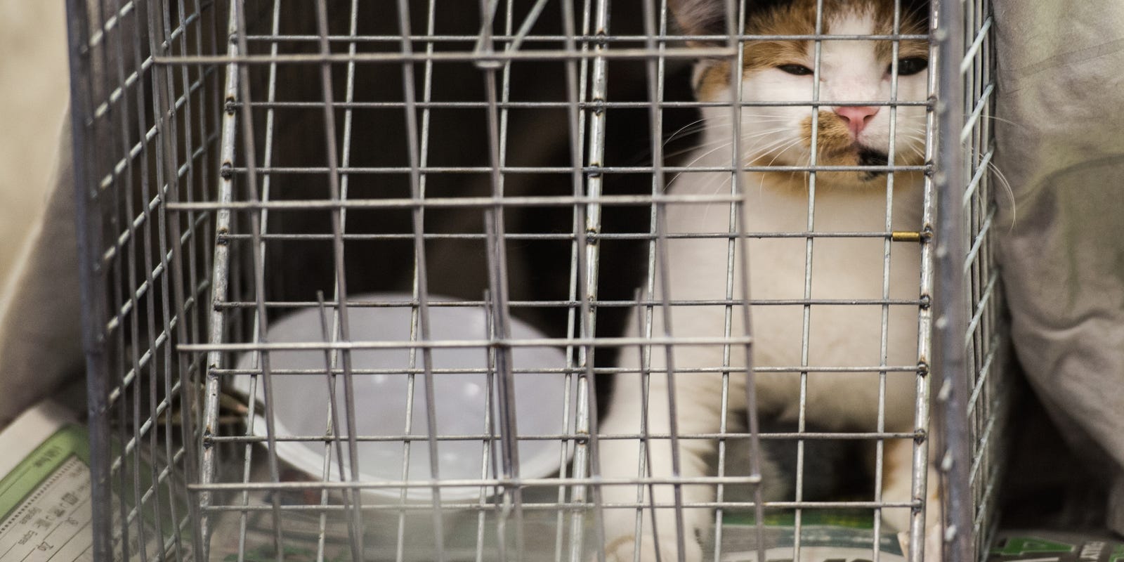 5 Ways To Keep Cats Out Of Your Yard
