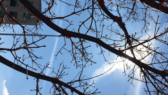 Look closely, there are buds on this tree in downtown Rochester during a pleasant Sunday on March 6, 2016.