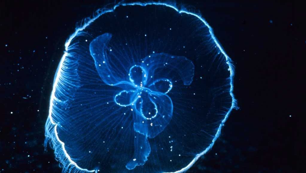 Jellyfish Are Here Early And Staying Longer Thanks To Climate Change Jellyfish Are Here Early And Staying Longer Thanks To Climate Change