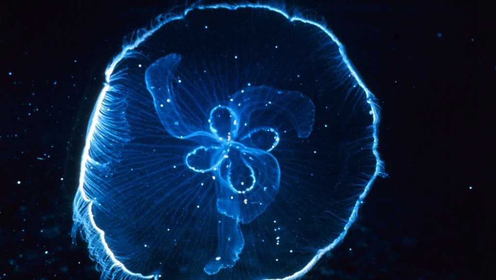 Jellyfish Are Here Early And Staying Longer Thanks To Climate Change